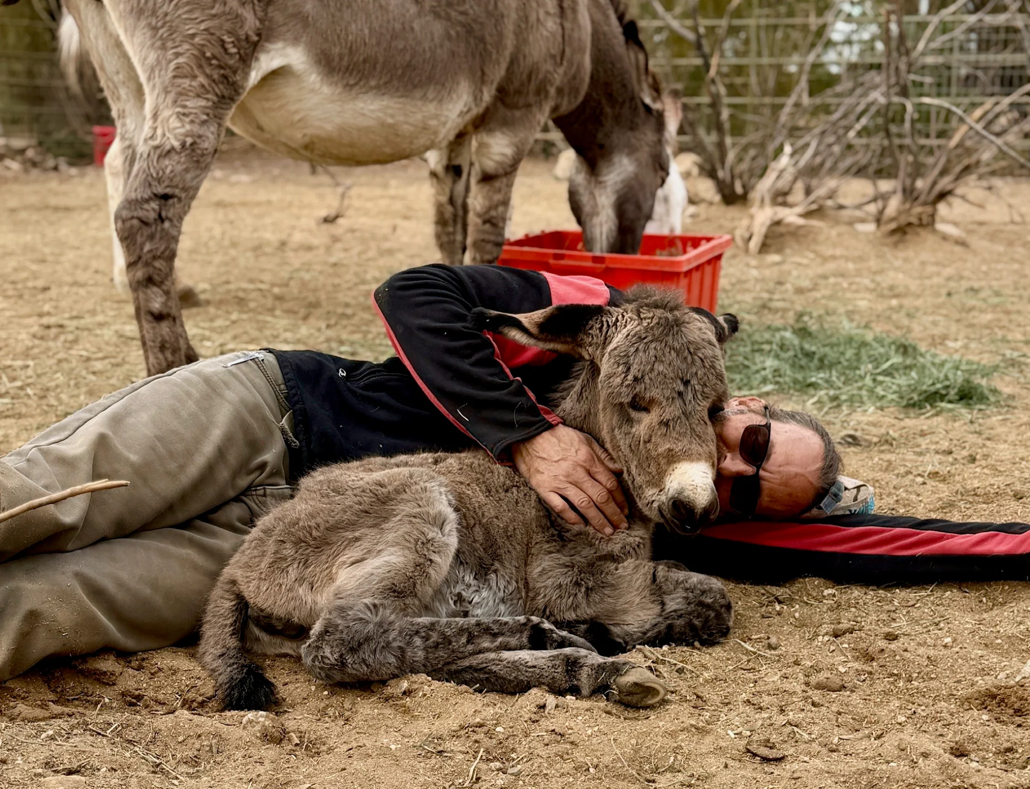 Donkeys at Donkey Dreams Sanctuary during a virtual visit